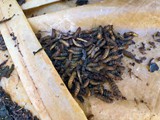 Pupae collected from traps