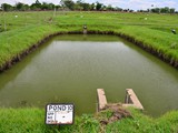 Broodfish pond, Bunda college